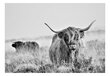 Fototapeet - Highland Cattle hind ja info | Fototapeedid | kaup24.ee
