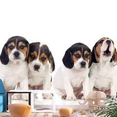 Fototapetas - Sad Puppies, 200x140 hind ja info | Fototapeedid | kaup24.ee