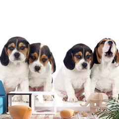 Fototapetas - Sad Puppies, 400x280 hind ja info | Fototapeedid | kaup24.ee