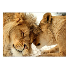 Fototapetas - Lion Tenderness, 98x70 hind ja info | Fototapeedid | kaup24.ee
