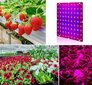 169 LED ripp-paneel taimede kasvatamiseks hind ja info | Nutipotid ja taimelambid | kaup24.ee