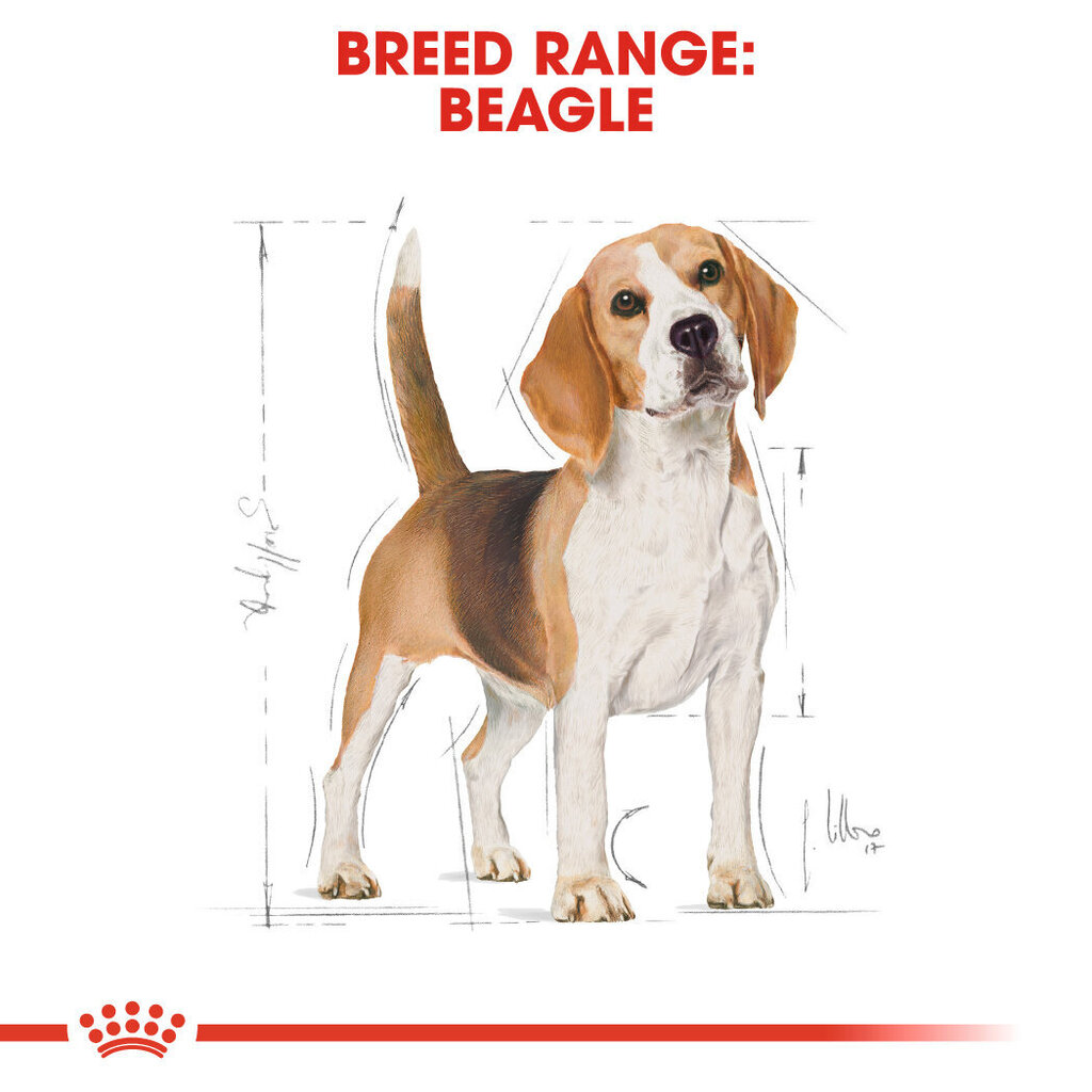 Royal Canin täiskasvanud beagle Beagle adult, 3 kg hind ja info | Kuivtoit koertele | kaup24.ee