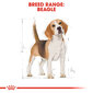 Royal Canin täiskasvanud beagle Beagle adult, 3 kg цена и информация | Kuivtoit koertele | kaup24.ee