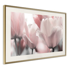 Плакат Pastel Tulips цена и информация | Картины, живопись | kaup24.ee