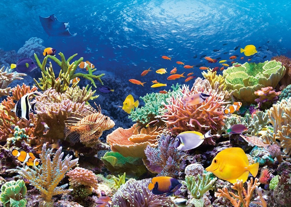 Pusle Puzzle Castorland Coral Reef Fishes, 1000 tk hind ja info | Pusled | kaup24.ee