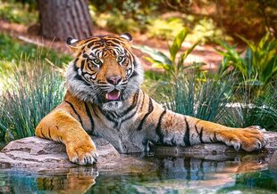 Пазл Castorland Sumatran Tiger, 500 дет. цена и информация | Пазлы | kaup24.ee