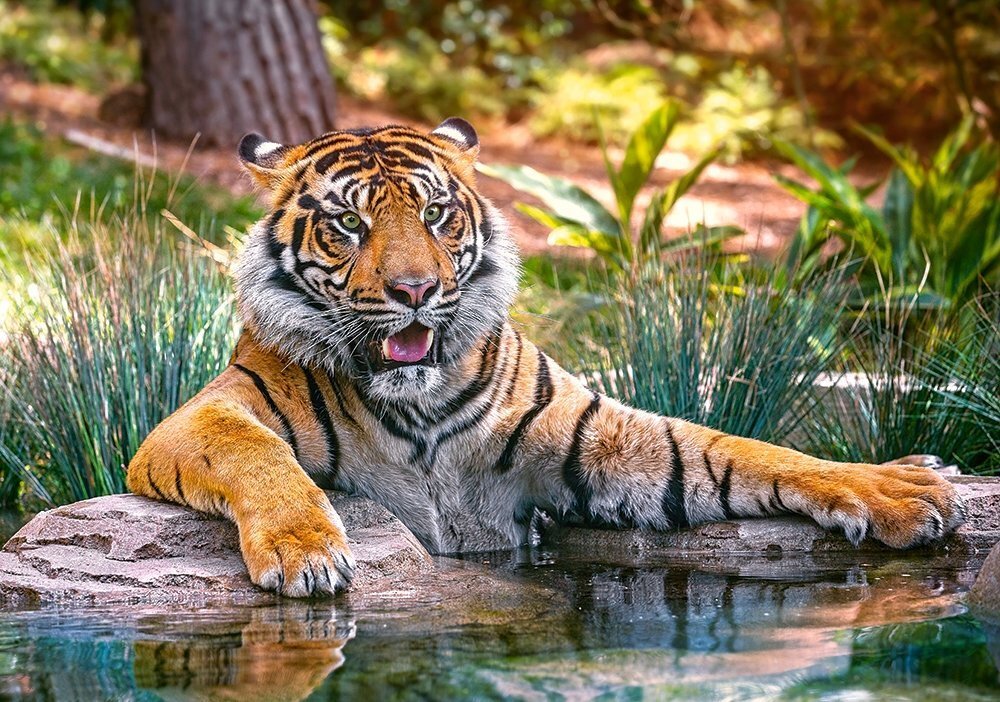 Pusle Puzzle Castorland Sumatran Tiger, 500 tk цена и информация | Pusled | kaup24.ee
