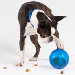 Rogz Tumbler Blue, õrn doseeriv interaktiivne sinine mänguasi, 12 cm hind ja info | Mänguasjad koertele | kaup24.ee
