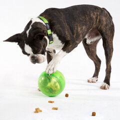 Rogz Tumbler Lime, doseeriv interaktiivne roheline mänguasi, 12cm цена и информация | Игрушки для собак | kaup24.ee