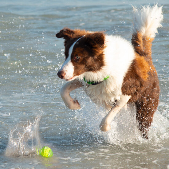 Rogz Squeekz punane pall, 6,4 cm hind ja info | Mänguasjad koertele | kaup24.ee