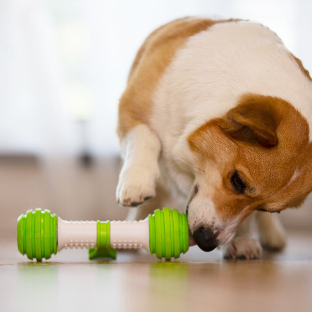 Doggy Village interaktiivne koeramänguasi Rolling Bone hind ja info | Mänguasjad koertele | kaup24.ee