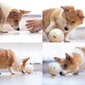 Doggy Village interaktiivne mängupall maiustele Dog Treat hind ja info | Mänguasjad koertele | kaup24.ee