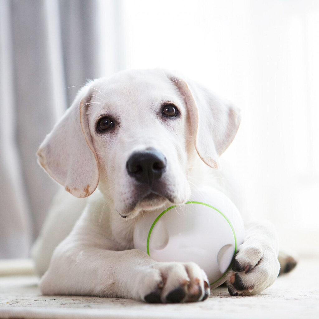 Doggy Village interaktiivne mängupall maiustele Dog Treat hind ja info | Mänguasjad koertele | kaup24.ee