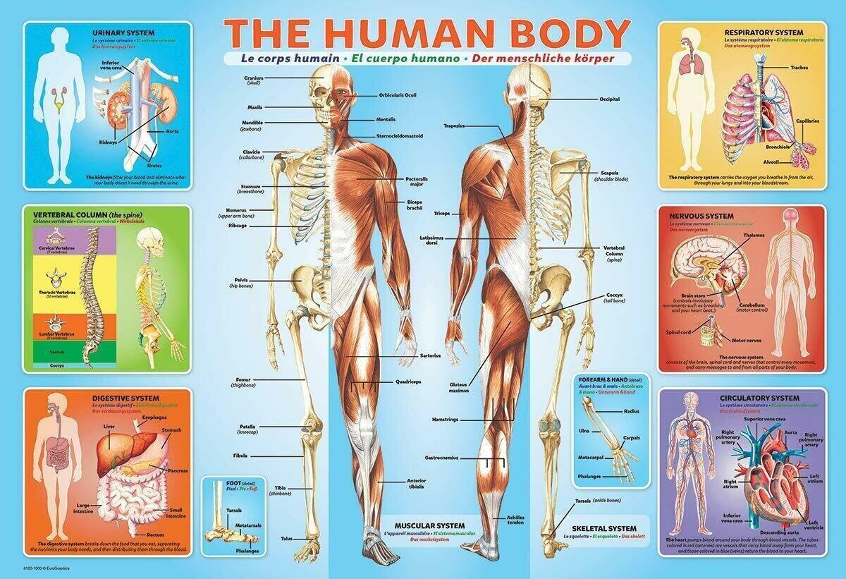 Pusle Eurographics, 6200-1000, The Human Body, 200 tk hind ja info | Pusled | kaup24.ee