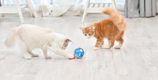 Интерактивный мяч Doggy Village для собак и кошек Orb Shell цена и информация | Игрушки для собак | kaup24.ee