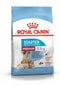 ROYAL CANIN emased ja nende kutsikad Medium starter, 4 kg hind ja info | Kuivtoit koertele | kaup24.ee