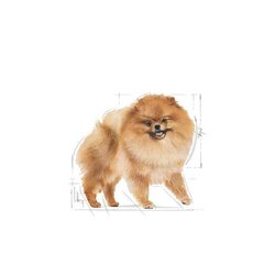 Взрослый померанский шпиц ROYAL CANIN Pomeranian Adult, 1,5 кг цена и информация | Сухой корм для собак | kaup24.ee