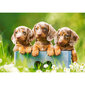 Puzzle 500 pieces Puppies adorable dachshunds цена и информация | Pusled | kaup24.ee