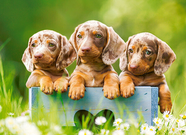 Puzzle 100 CUTE DACHSHUNDS 111213 hind ja info | Pusled | kaup24.ee