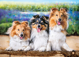 Pusle 200 Shelties in the Lavender Garden hind ja info | Pusled | kaup24.ee