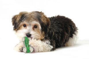 Mänguasi koertele Petstages Crunchcore, S hind ja info | Mänguasjad koertele | kaup24.ee