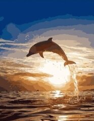 Maalid numbrite järgi "Dolphin at sunset" 40 x 50 G KTMK-13385 цена и информация | Живопись по номерам | kaup24.ee