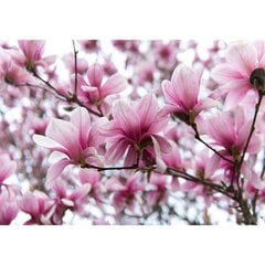 Fototapeet - Magnooliate hõng цена и информация | Фотообои | kaup24.ee