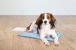 Trixie jahutusmatt koertele, L, sinine hind ja info | Pesad, padjad | kaup24.ee