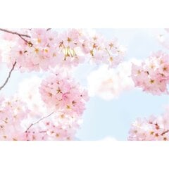 Fototapeet - Sakura ilu цена и информация | Фотообои | kaup24.ee