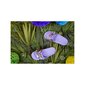 Crocs™ Classic Slide 206121 180140 цена и информация | Naiste plätud ja sussid | kaup24.ee