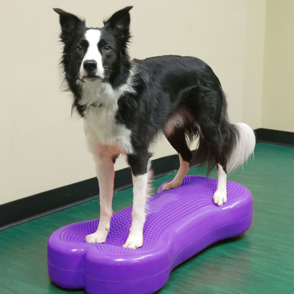 FitPAWS lemmiklooma tasakaaluplatvorm Giant K9FITbone PVC, violetne hind ja info | Dresseerimise vahendid koertele | kaup24.ee
