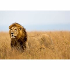 Фотообои король лев цена и информация | Фотообои | kaup24.ee