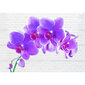 Fototapeet - Lummavad orhideed цена и информация | Fototapeedid | kaup24.ee