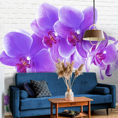 Fototapeet - Lummavad orhideed hind ja info | Fototapeedid | kaup24.ee