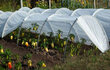 Külmumisvastane agrokile 3.2 x10 m, 35 g/m2 hind ja info | Aiatööriistad | kaup24.ee