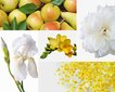 Lõhnaküünal - Mimosa-Poire 280 g цена и информация | Küünlad, küünlajalad | kaup24.ee