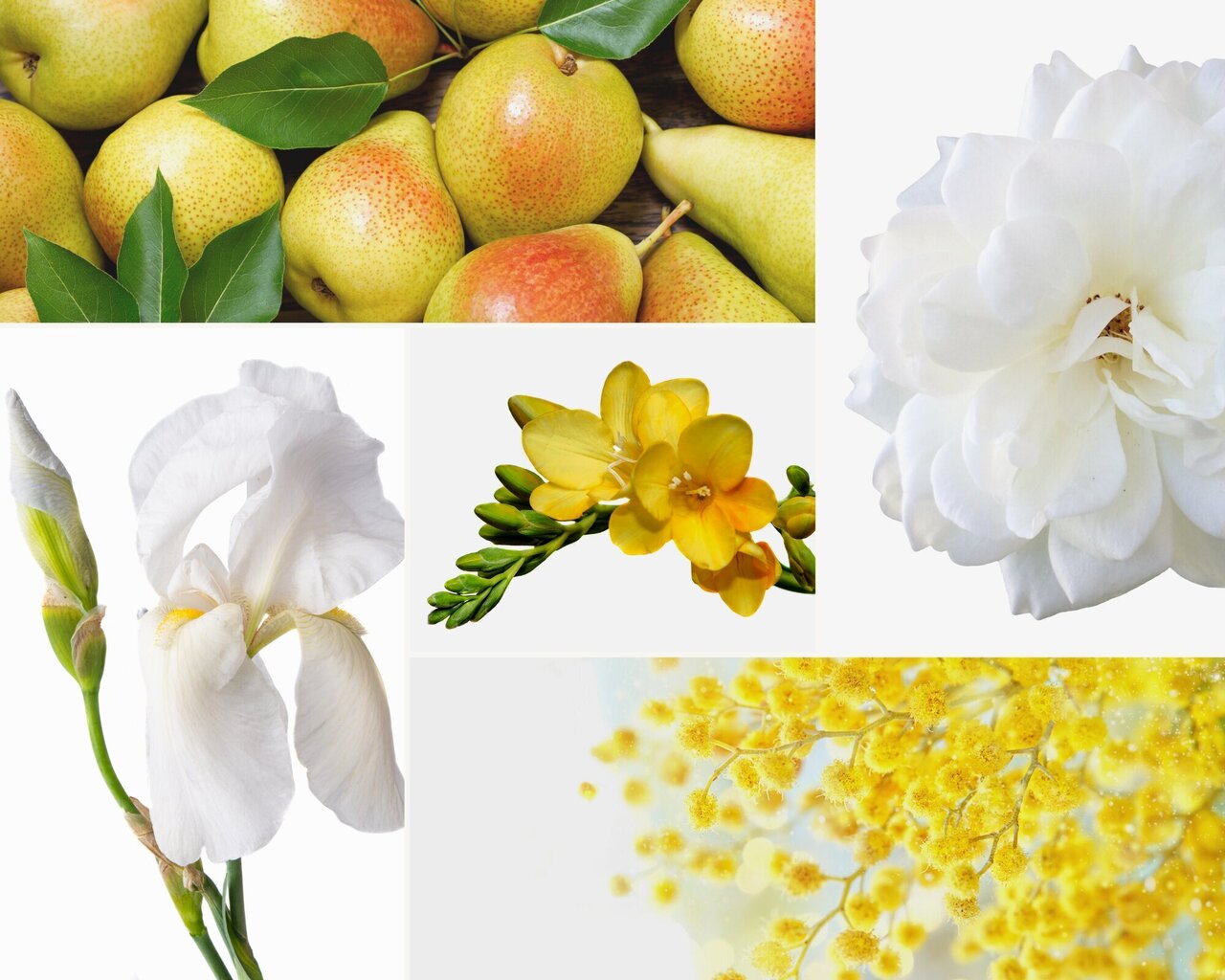 2 lõhnaküünla komplekt: Lemon Verbena, Mimosa-Poire hind ja info | Küünlad, küünlajalad | kaup24.ee
