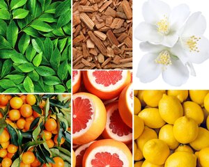 3 lõhnaküünla komplekt: Lemon Verbena, Mimosa-Poire, Rose Pivoine hind ja info | Küünlad, küünlajalad | kaup24.ee