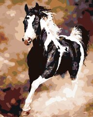 Maalid numbrite järgi " Black and white horse " 40x50 G KTMK-50349 hind ja info | Maalid numbri järgi | kaup24.ee