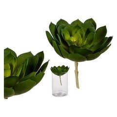 artificial plant Echeveria 19 x 17 cm green - цена и информация | Искусственные цветы | kaup24.ee