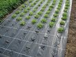 Agrotekstiilid UV 100 g/m2 1,6 50 m (80 m2) hind ja info | Aiatööriistad | kaup24.ee