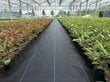 Agrotekstiilid UV 100 g/m2 1,6 50 m (80 m2) hind ja info | Aiatööriistad | kaup24.ee