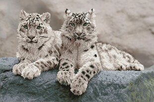 Teemantmosaiik Snow leopards 50x75 cm hind ja info | Teemantmaalid, teemanttikandid | kaup24.ee