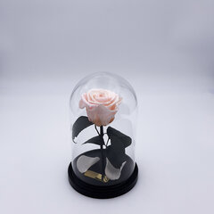 Roos klaasis S, Heleroosa (kõrgus 20 cm / laius 12,5 cm) hind ja info | Uinuvad roosid, taimed | kaup24.ee