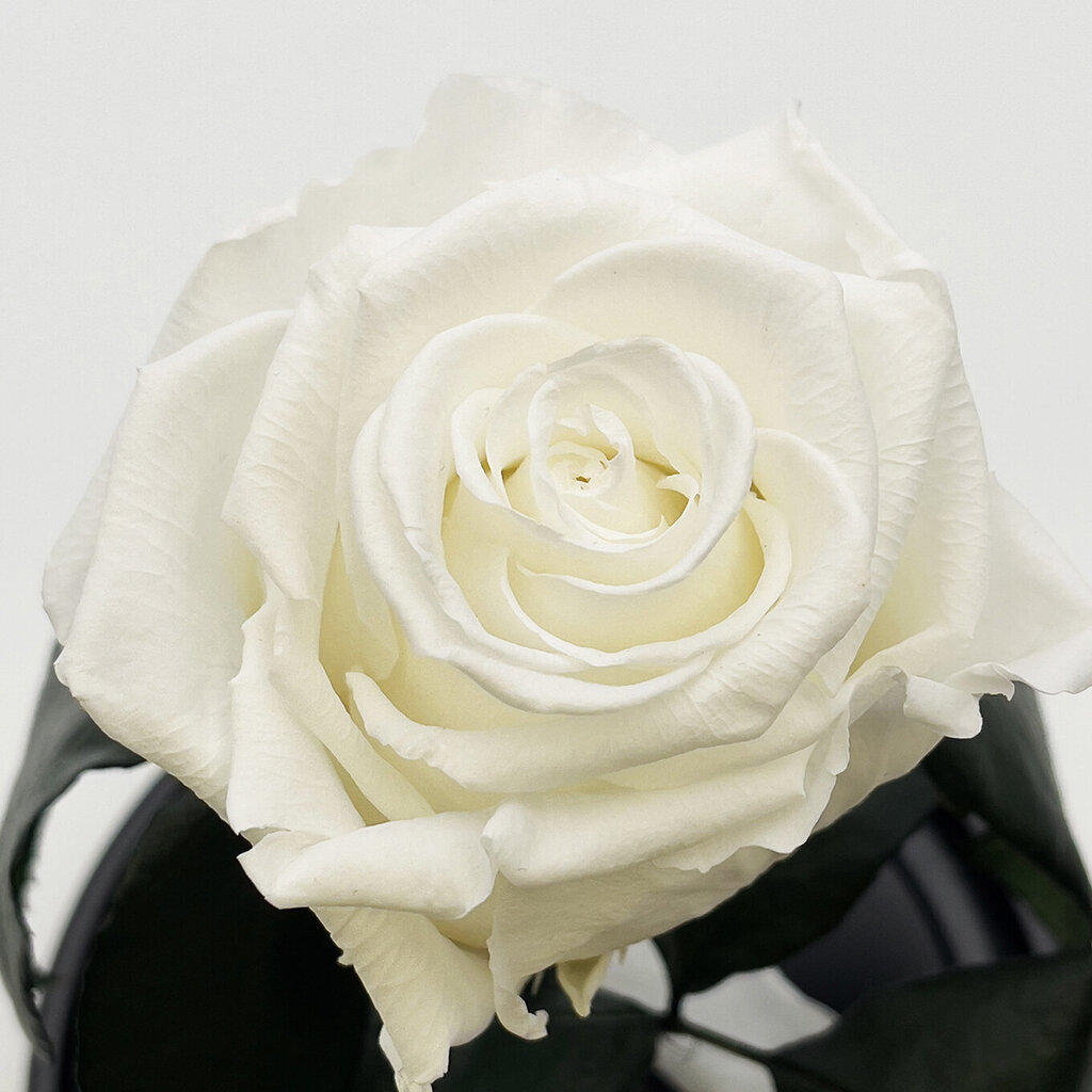Roos klaasis S, Valge (kõrgus 20 cm / laius 12,5 cm) hind ja info | Uinuvad roosid, taimed | kaup24.ee