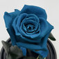 Roos klaasis S, Tiffany värvi (kõrgus 20 cm / laius 12,5 cm) hind ja info | Uinuvad roosid, taimed | kaup24.ee