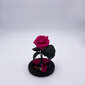 Roos klaasis S, Fuksia värvi (kõrgus 20 cm / laius 12,5 cm) hind ja info | Uinuvad roosid, taimed | kaup24.ee