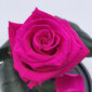 Roos klaasis S, Fuksia värvi (kõrgus 20 cm / laius 12,5 cm) hind ja info | Uinuvad roosid, taimed | kaup24.ee