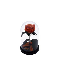Roos klaasis S, Oranž (kõrgus 20 cm / laius 12,5 cm) hind ja info | Uinuvad roosid, taimed | kaup24.ee