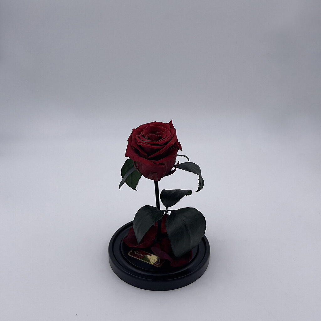 Roos klaasis S, Bordoo (kõrgus 20 cm / laius 12,5 cm) hind ja info | Uinuvad roosid, taimed | kaup24.ee